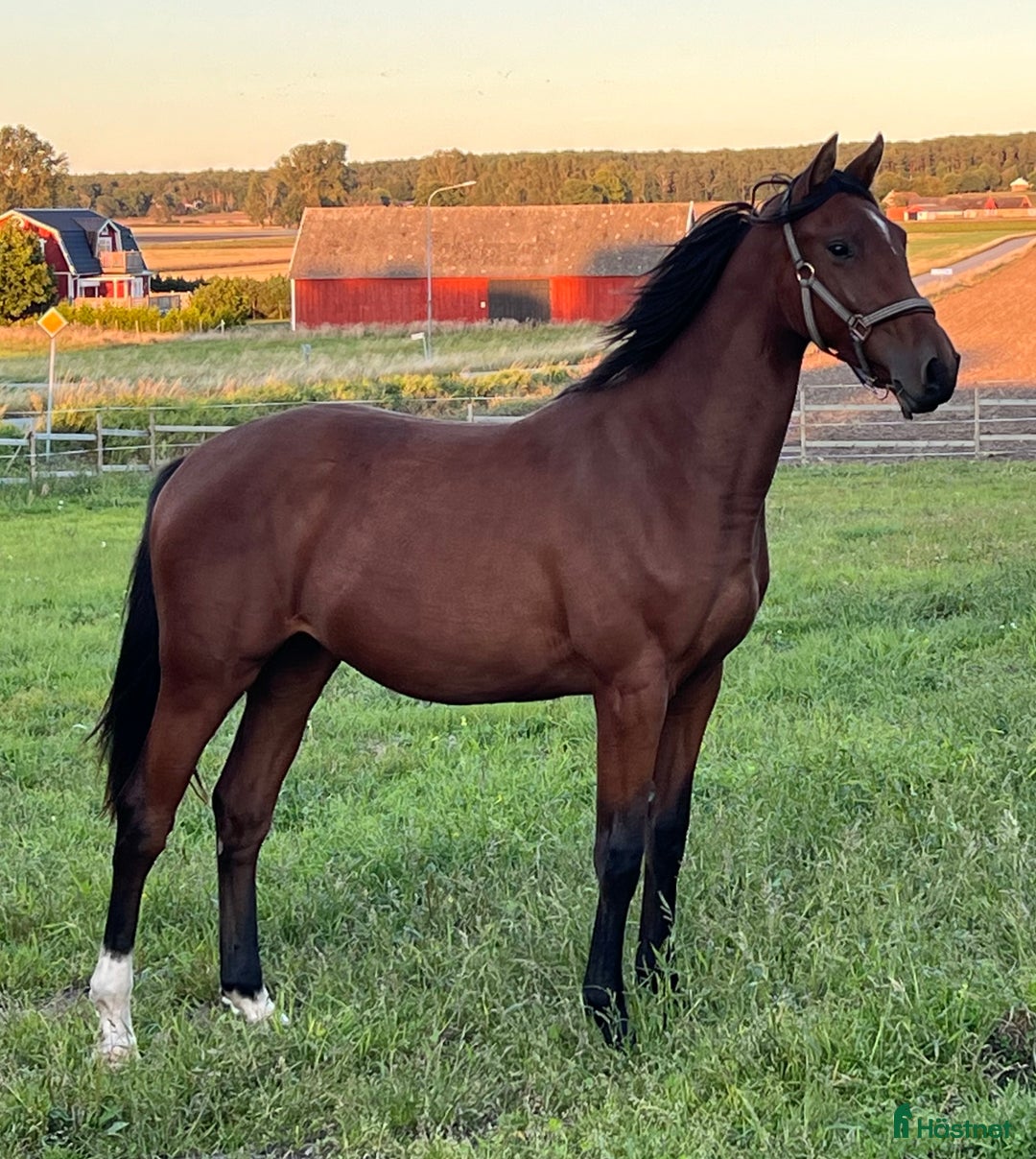 Hoppning hästar till salu: Lovande ungsto i Sölvesborg - Annons 6