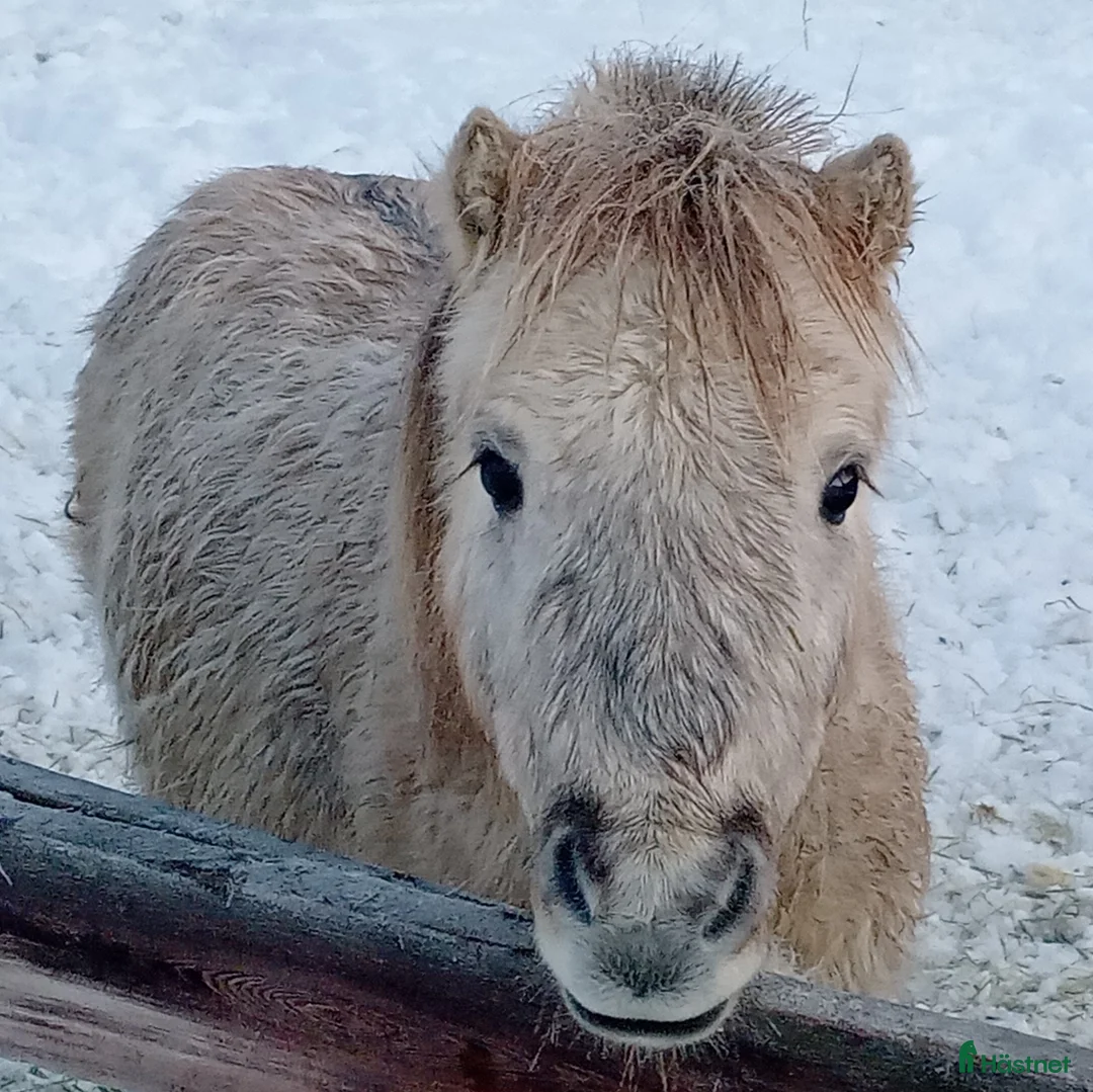 Trav hästar till salu: Shetlandshingst 3 år  - Annons 2