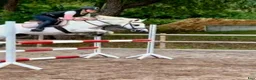 Hoppning hästar till salu: Irländsk super maxad b-ponny! i Västervik - Annons 2