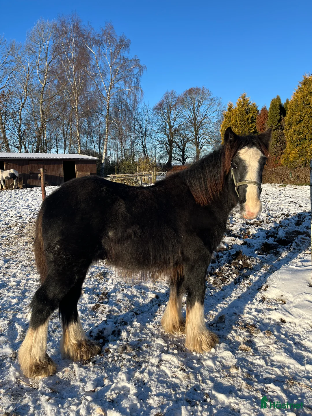 Allround hästar till salu: Tinker hingste plag  - Annons 1