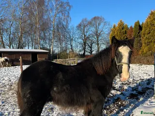hästar Tinker hingste plag - Annons 10