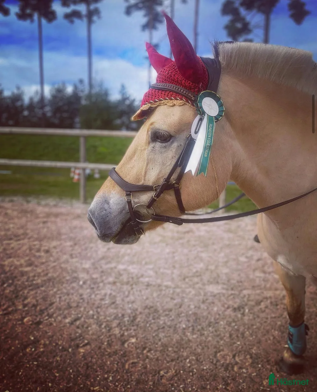  medryttarhäst finnes: Dressyr intresserad ryttare sökes till Fjording i Västerhaninge - Annons 3