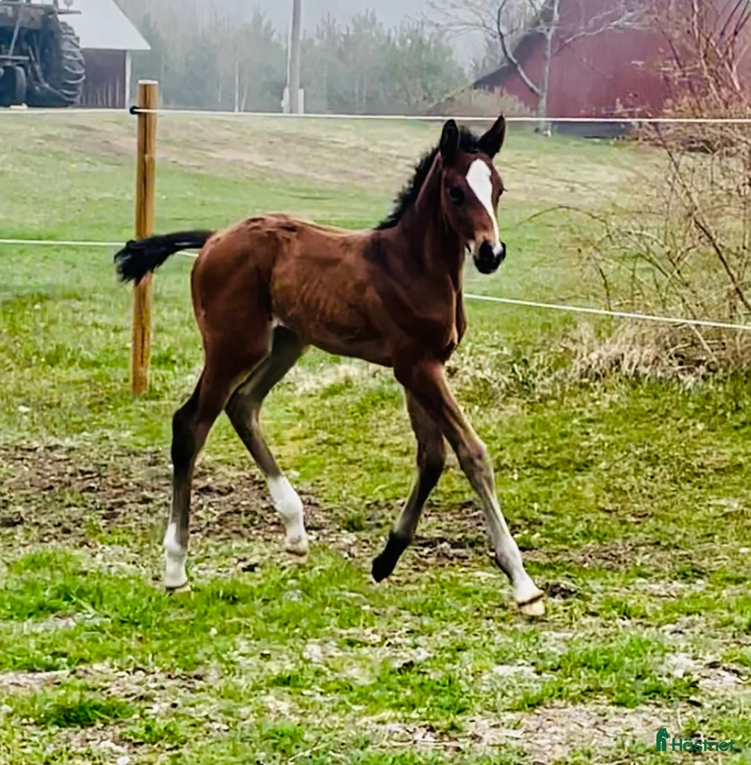 Hoppning hästar till salu: Golden cross stoföl e Favorit Ask   i Hjo - Annons 4