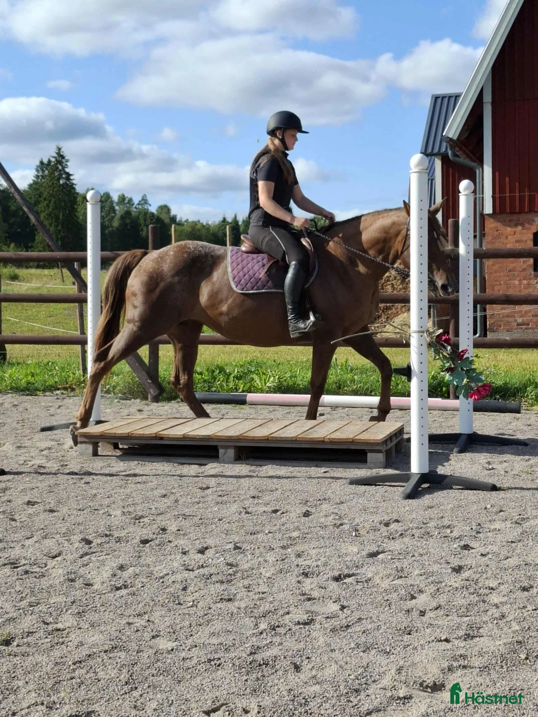 Western hästar till salu: Fint Appaloosa sto - Annons 4