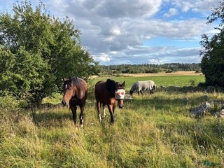 hästar Söker snäll sällskapshäst i Strängnäs - Annons 1