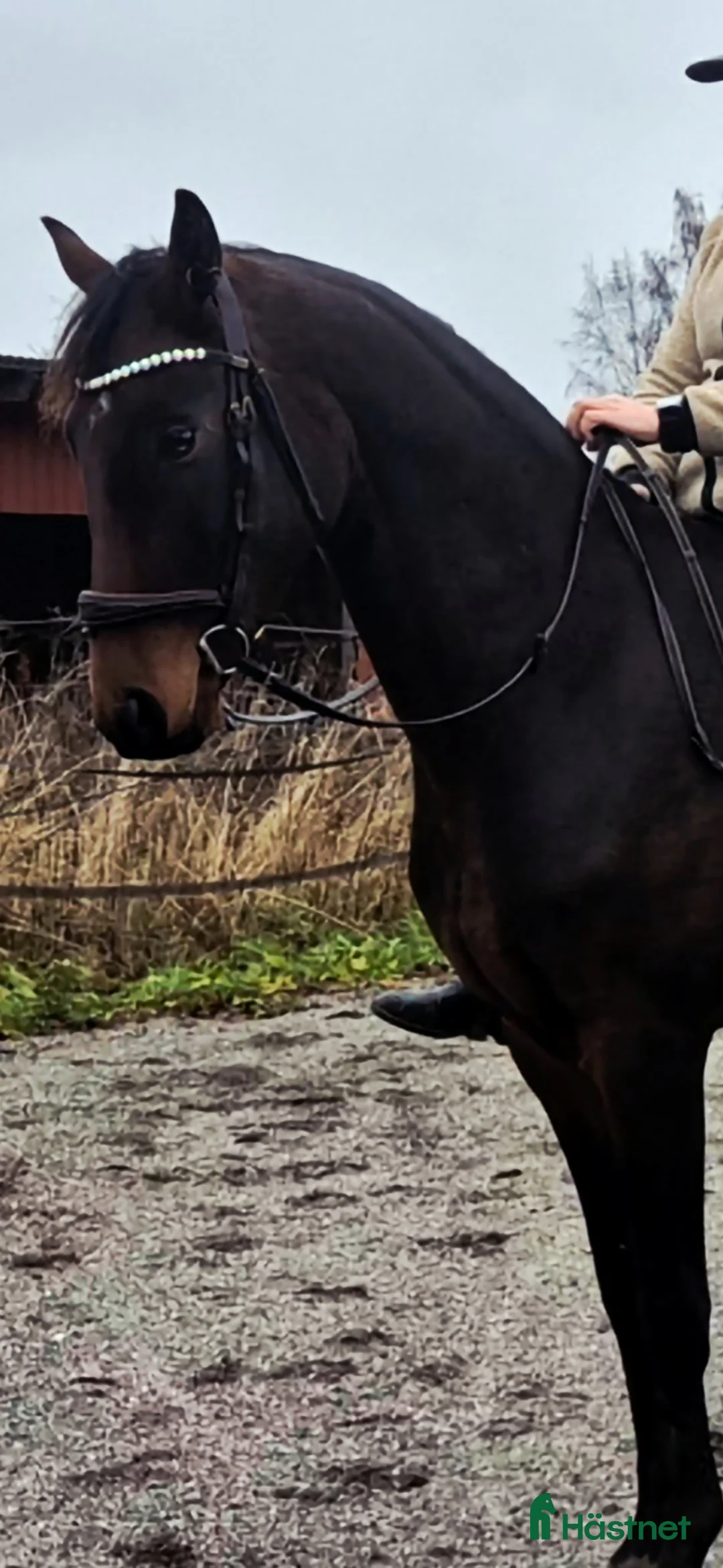 Dressyr hästar till salu: Elegant sto -23  i Piteå - Annons 3