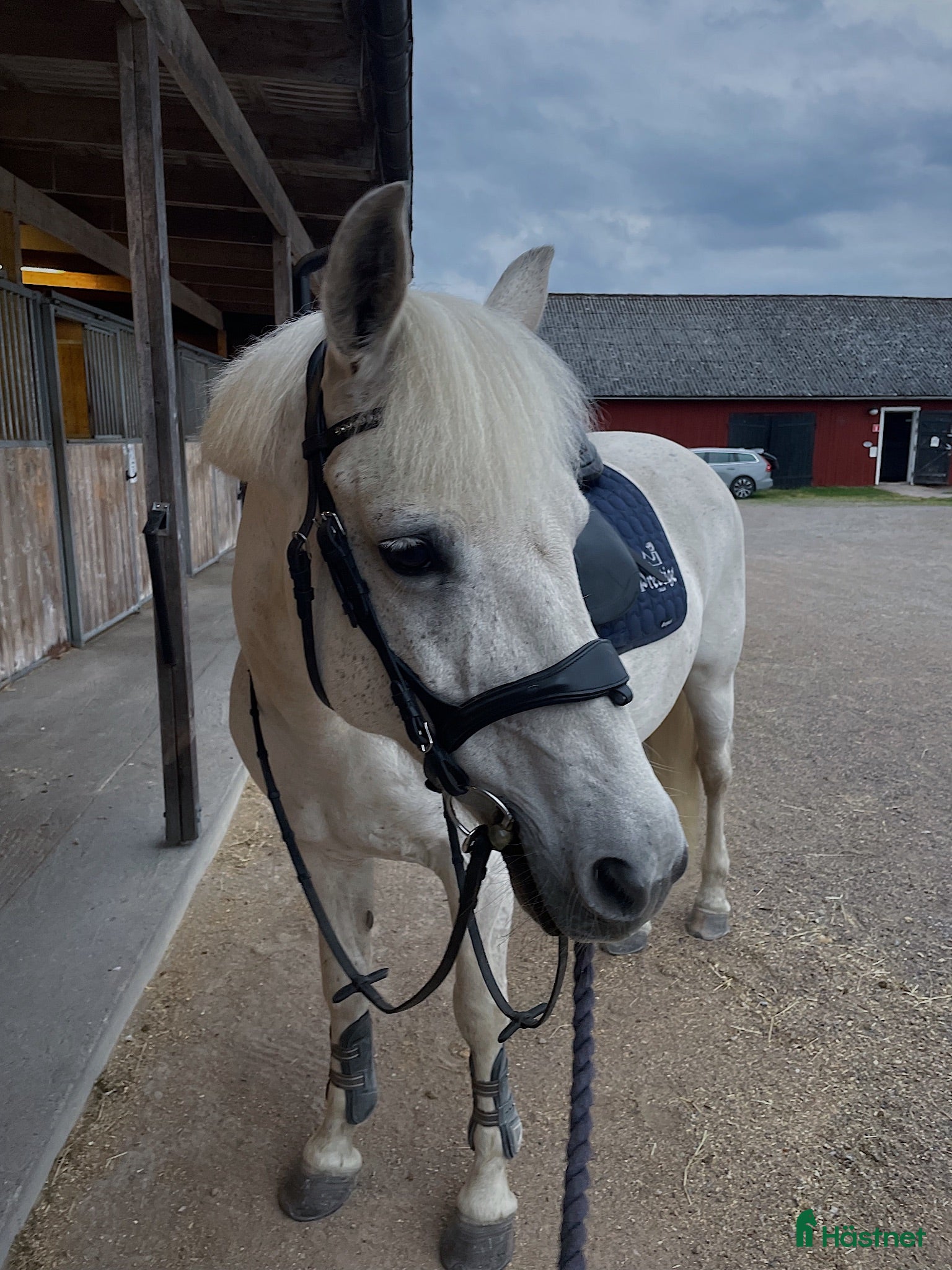  hästar Snällt och mysigt sto 🌟 - Annons 1