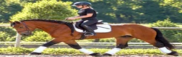 Allround hästar till salu: Fantastic fairytale horse - Annons 3