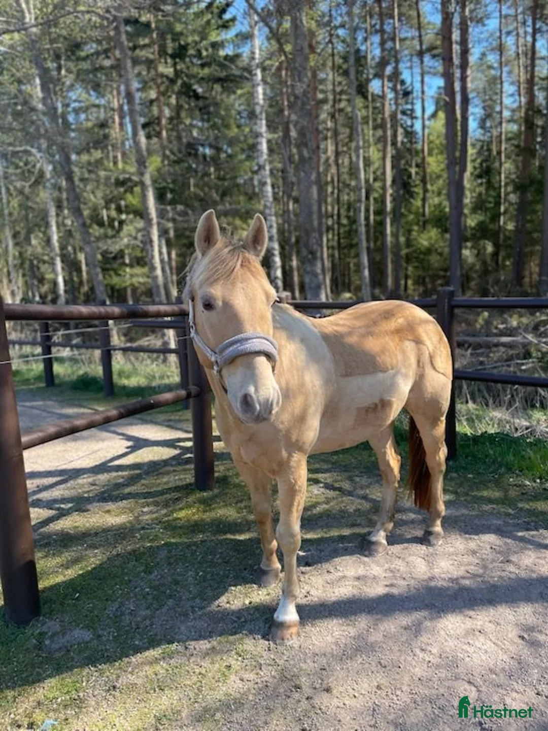 Hoppning hästar till salu: Blixten pigg och hoppglad ponny  🐴❤️ - Annons 2