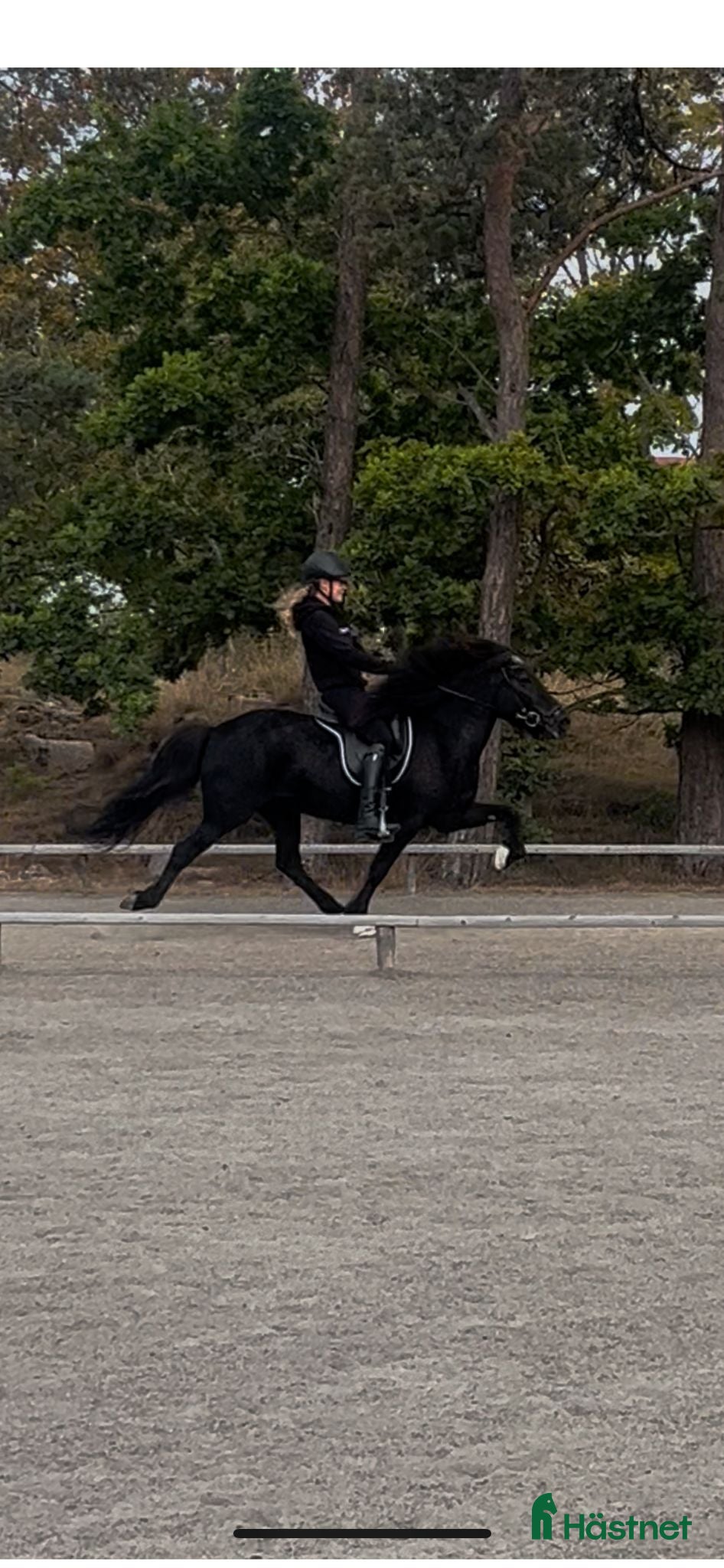  hästar Fina Sunna letar nytt  i Bromölla - Annons 15