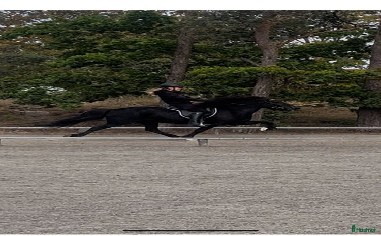  hästar i Bromölla - Annons 19