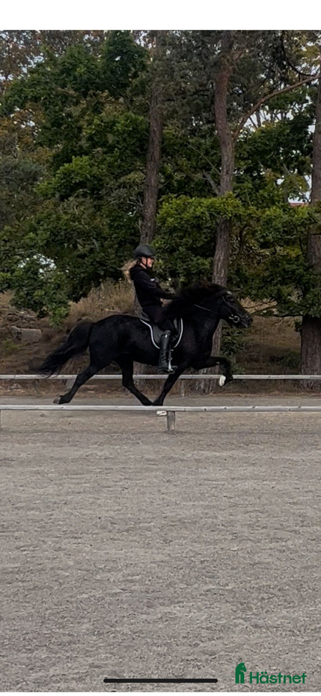 Island hästar till salu: Fina Sunna letar nytt  i Bromölla - Annons 1