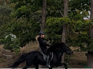 hästar Fina Sunna letar nytt i Bromölla - Annons 15