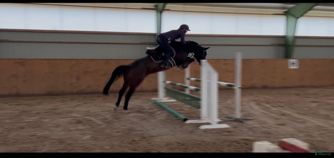 Galleribild {{count}}