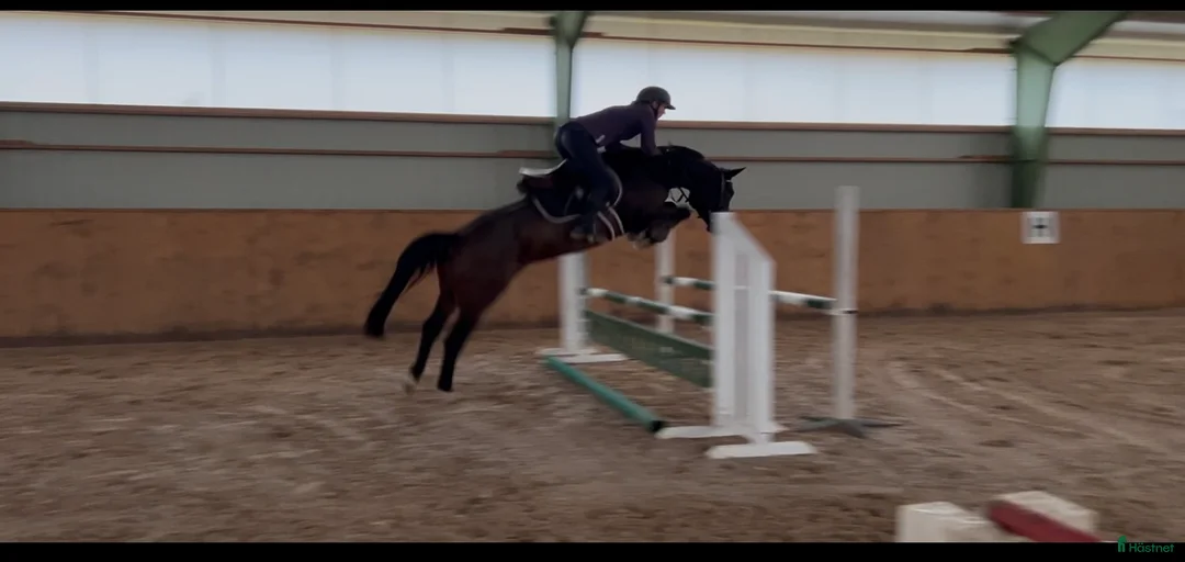 Galleribild {{count}}