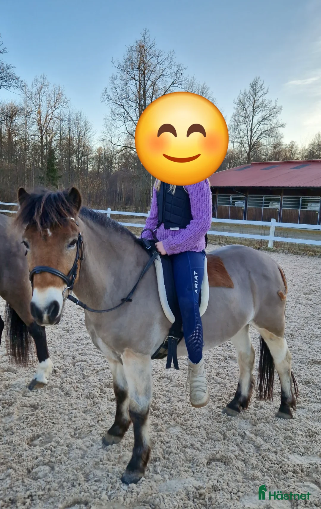 Allround hästar till salu: Snäll barnponny  - Annons 2