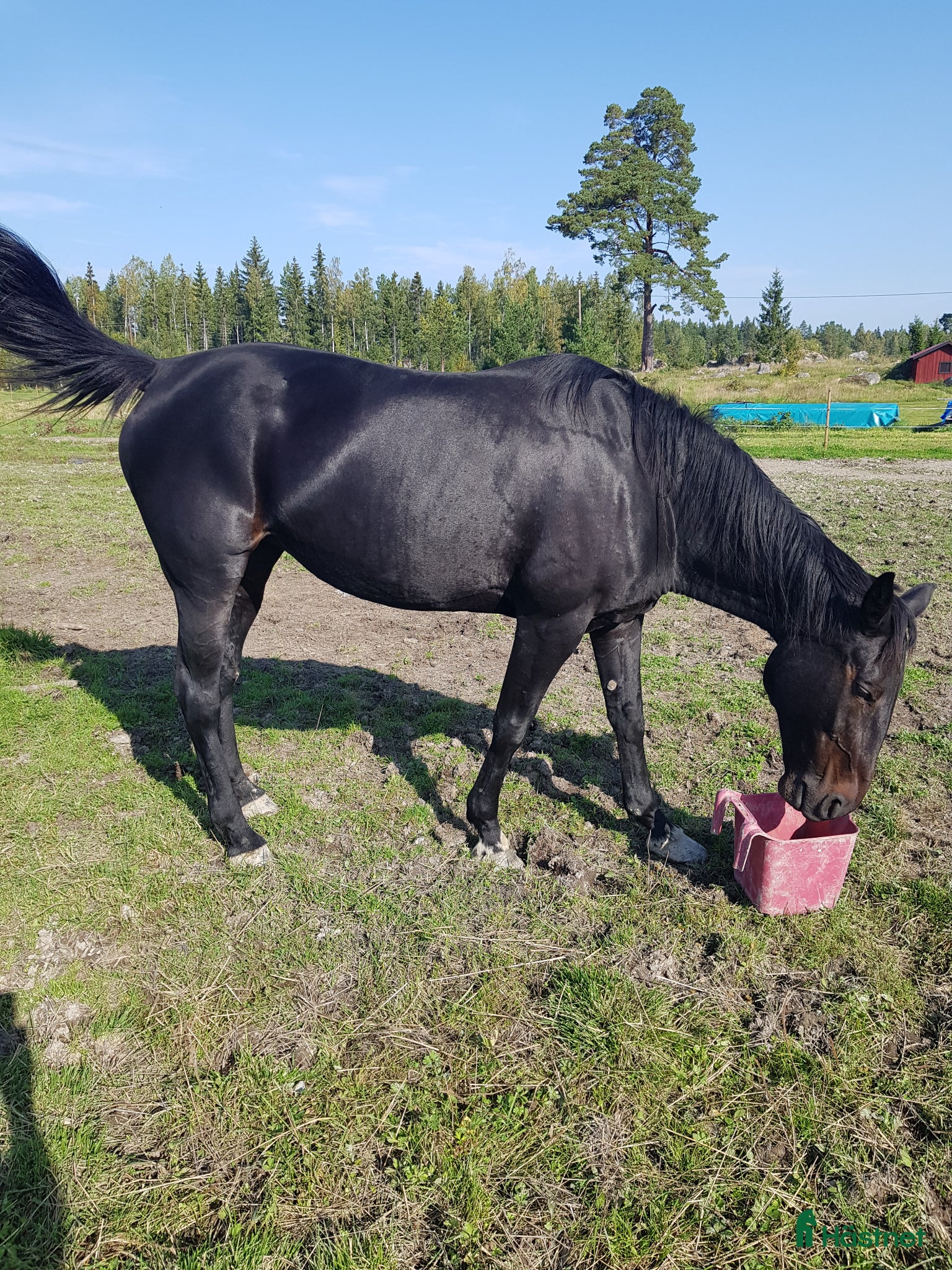  hästar Fölsto Timotejs Diva - Annons 2