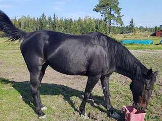 hästar Fölsto Timotejs Diva - Annons 2