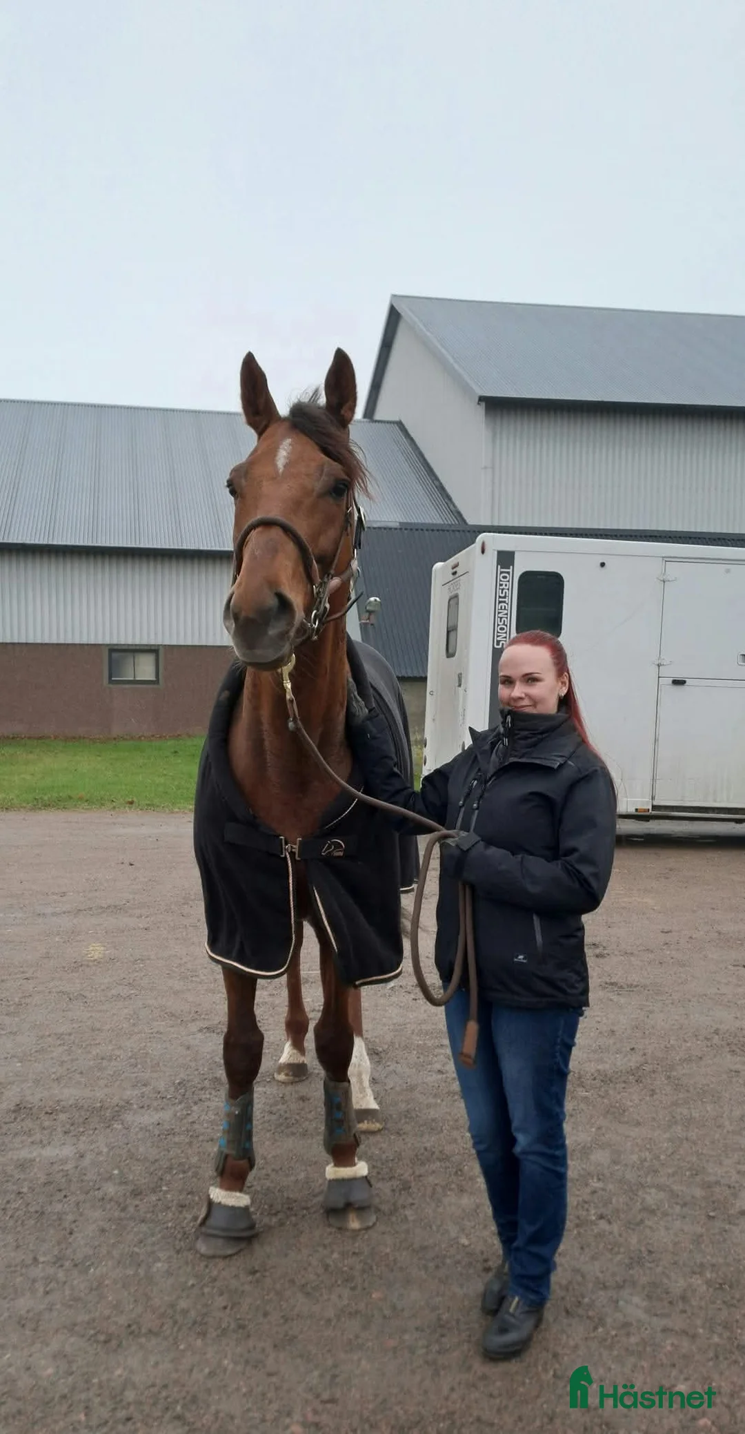 Avelshästar hästar till salu: Avelshingst söker nytt hem - Annons 2