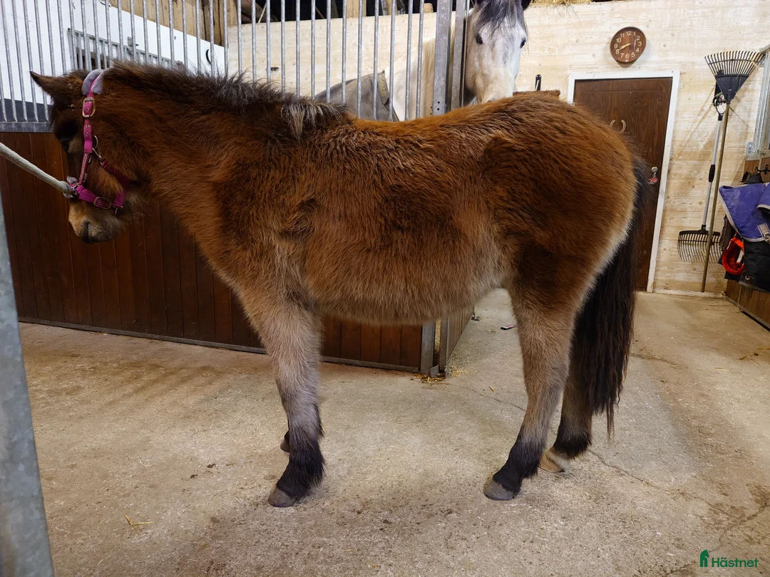 Allround hästar till salu: Mysigt ungsto - Annons 3