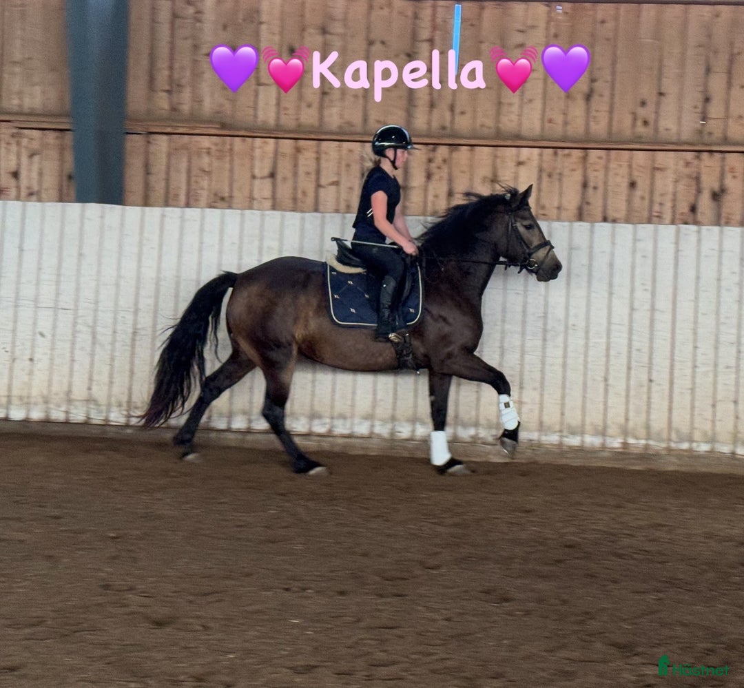  hästservice finnes: Julklappstips! Ridläger sommaren 2026 i Lidköping - Annons 13