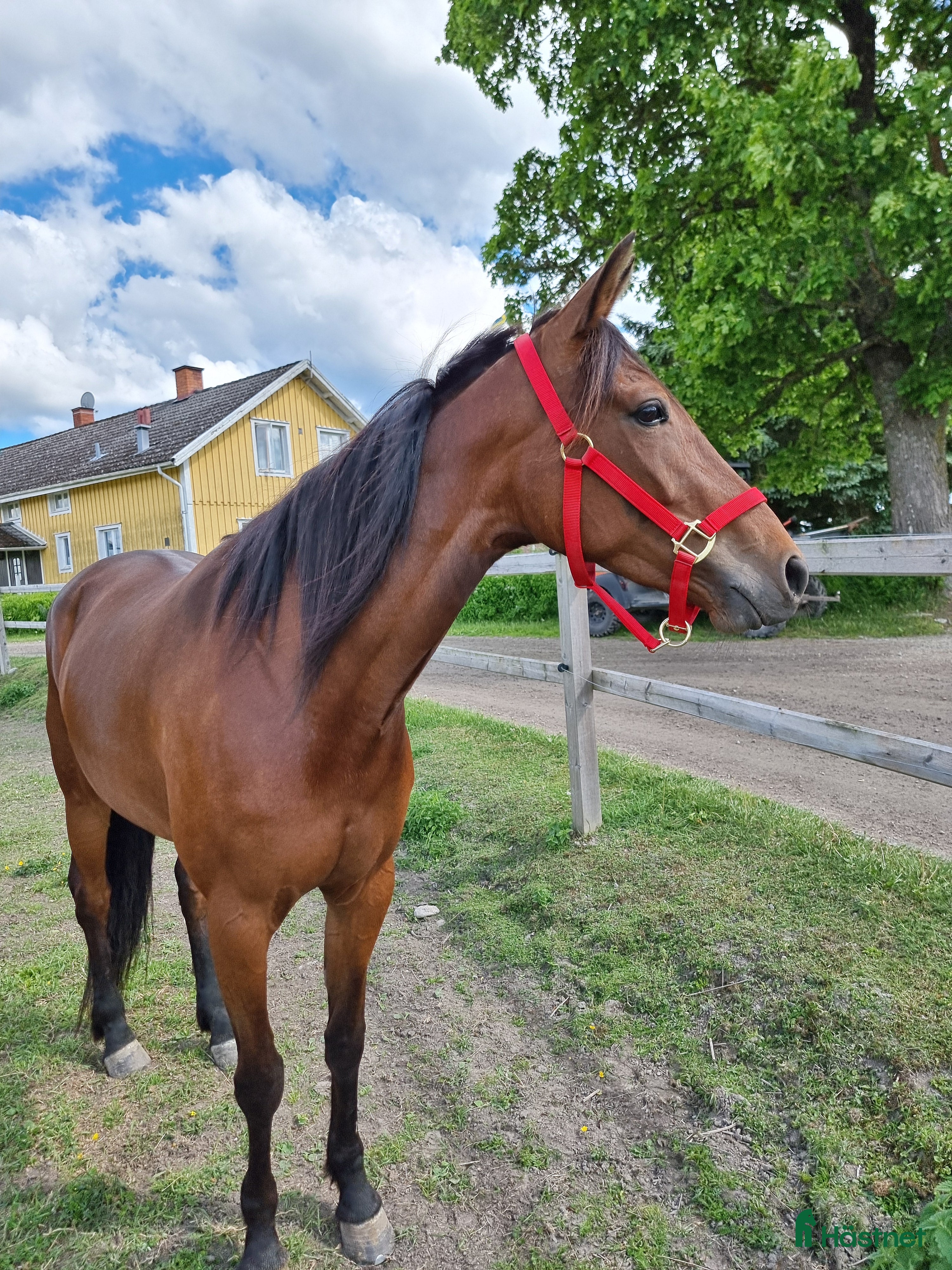  hästar Fantastiskt sto i Katrineholm - Annons 6