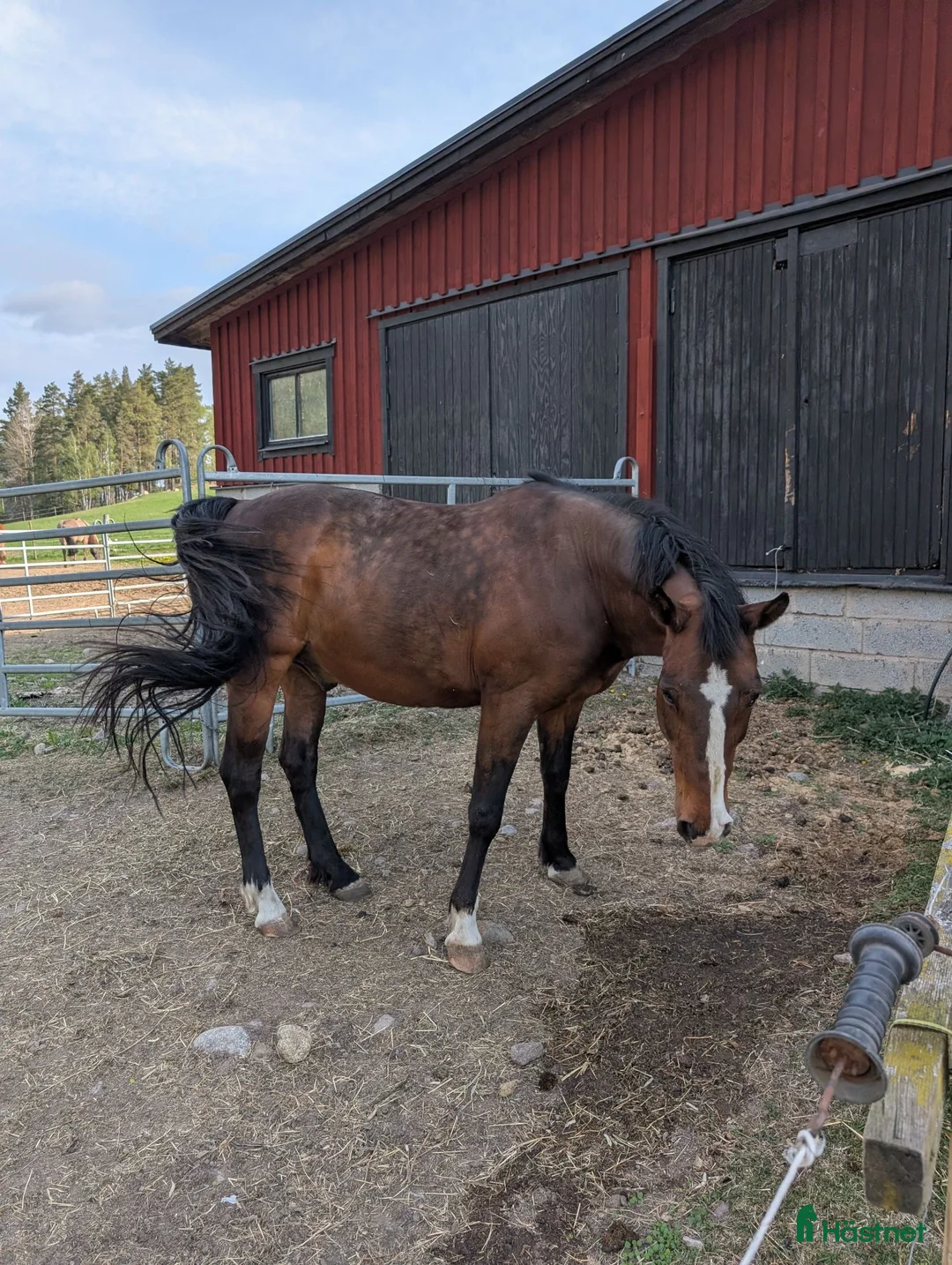 Allround hästar till salu: Pigg läromästare & perfekt mor-/dotterhäst! i Blackstad - Annons 2