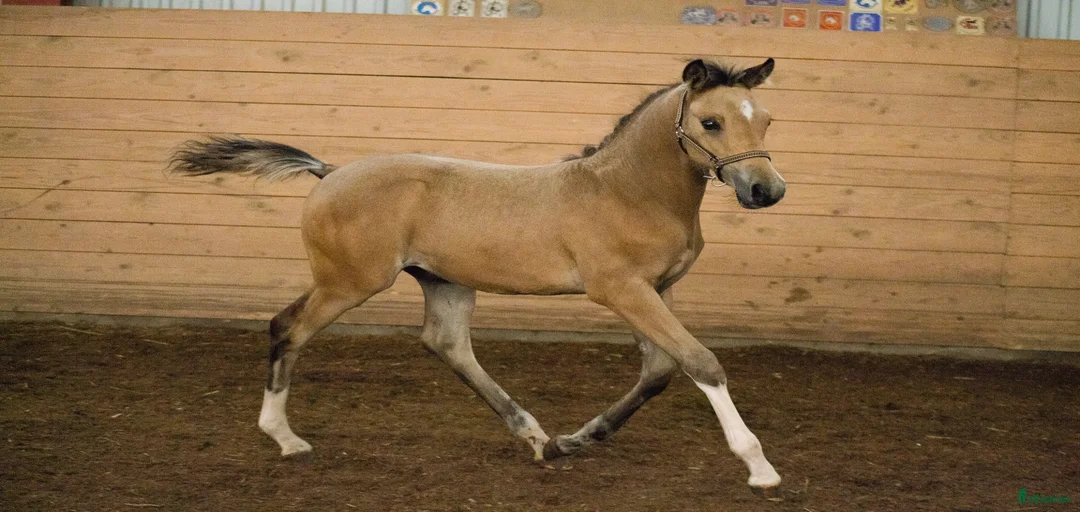 Galleribild {{count}}