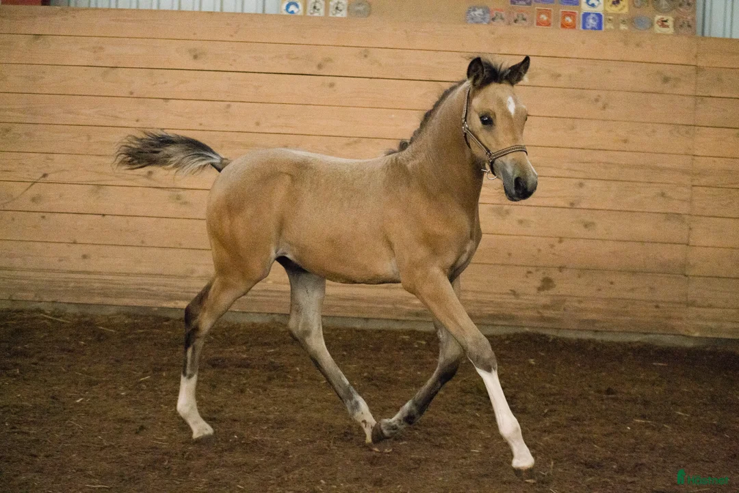 Galleribild {{count}}