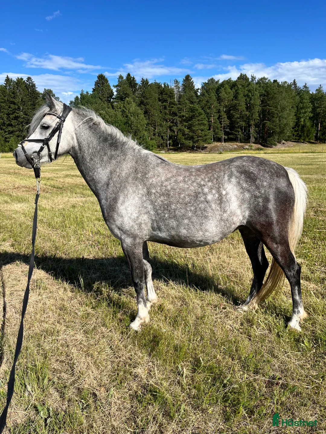 Allround hästar till salu: Prinsessan - Annons 2