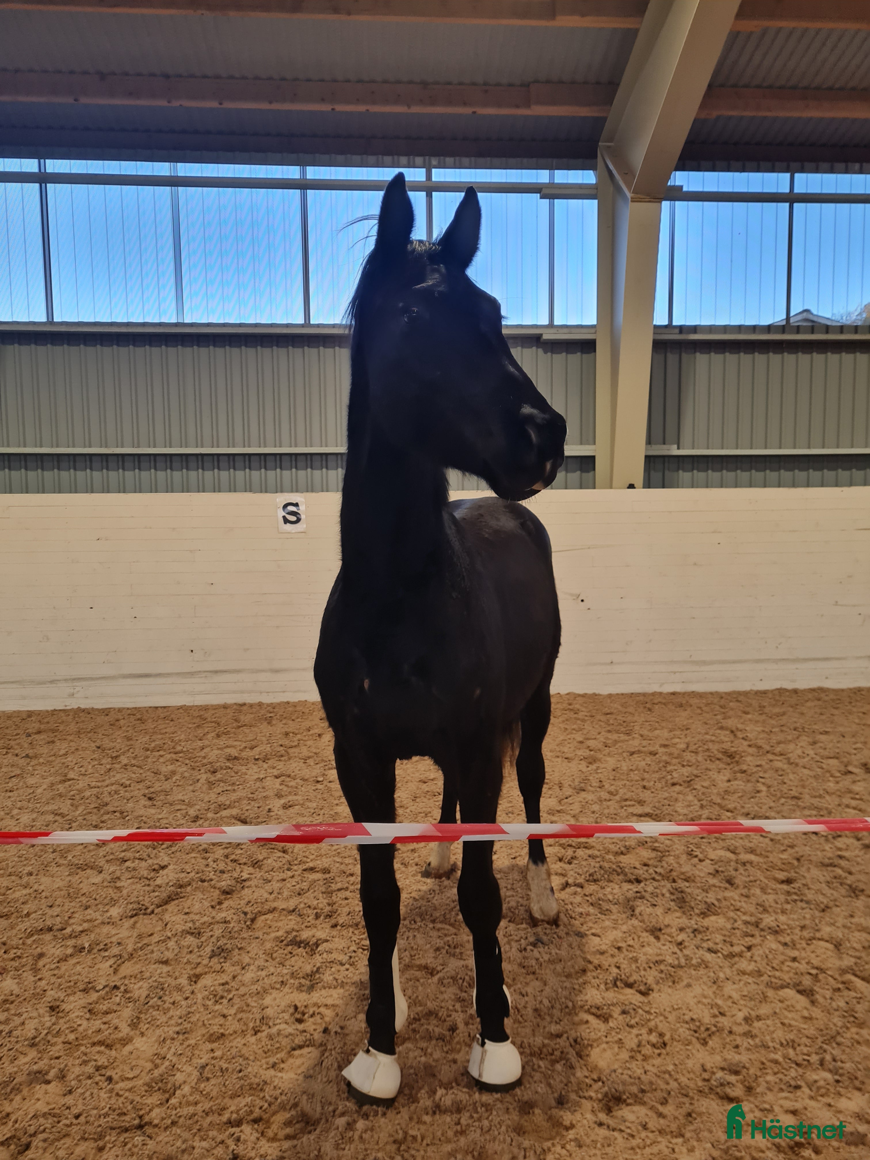  hästar Blivande stjärna - Annons 10