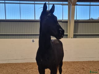 hästar Blivande stjärna - Annons 13