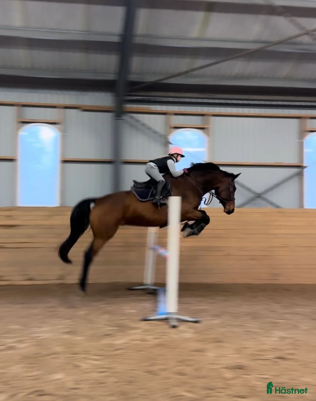 Hoppning hästar till salu: Fantastisk trevlig hoppvalack, ny film igen! - Annons 11