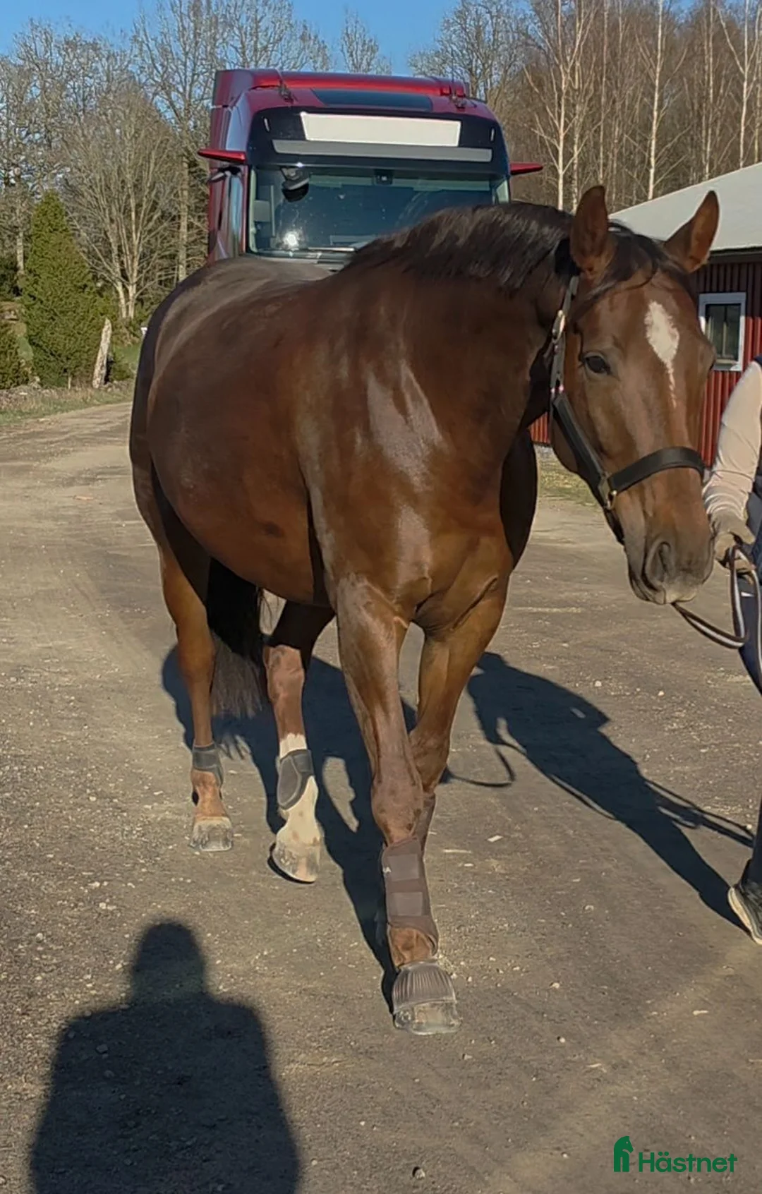Allround hästar till salu: Fint Swb sto - Annons 2
