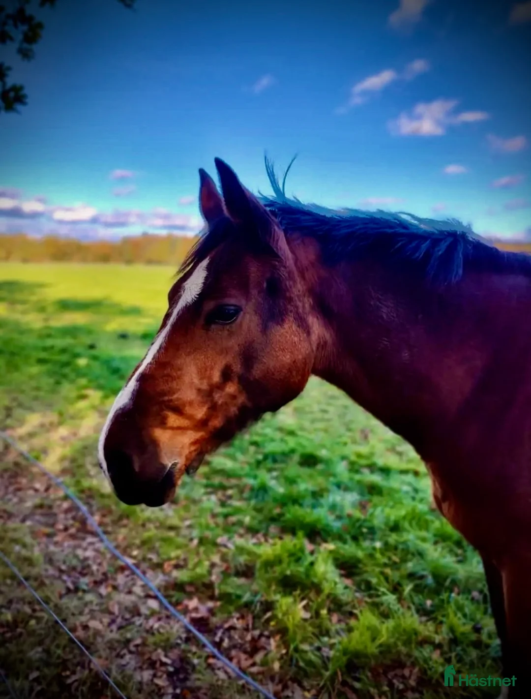 Galleribild {{count}}