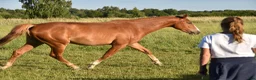 Hoppning hästar till salu: He.Ro Stud SUMMER SALE ! - Annons 3