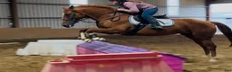 Allround hästar till salu: Allrounder horses i Ljungby - Annons 16