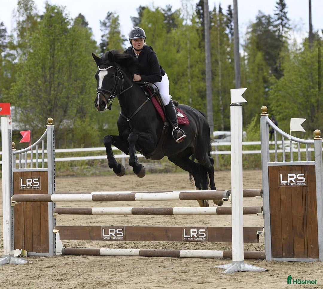 Allround hästar till salu: SWB-sto – fin vardagshäst i Husum - Annons 2