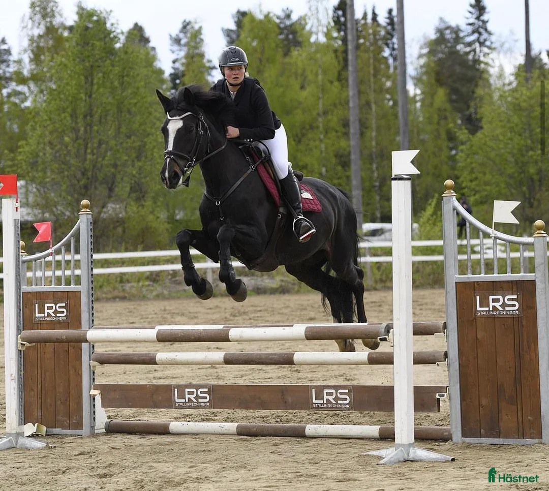 Allround hästar till salu: SWB-sto – fin vardagshäst - Annons 2