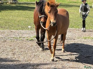 hästar Russ med Fantom och Tyson i stammen - Annons 6