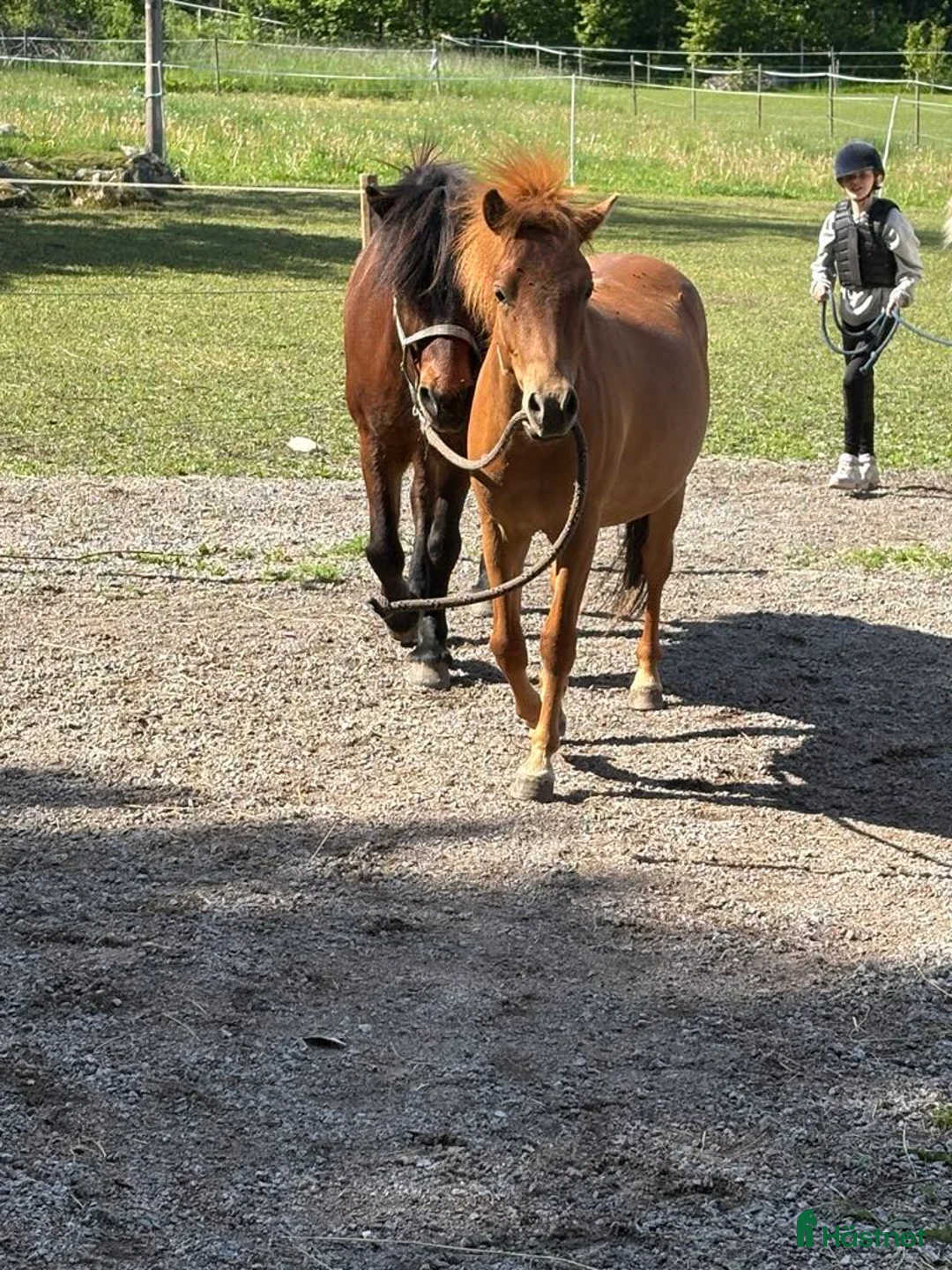 Trav hästar till salu: Russ med Fantom och Tyson i stammen  - Annons 4
