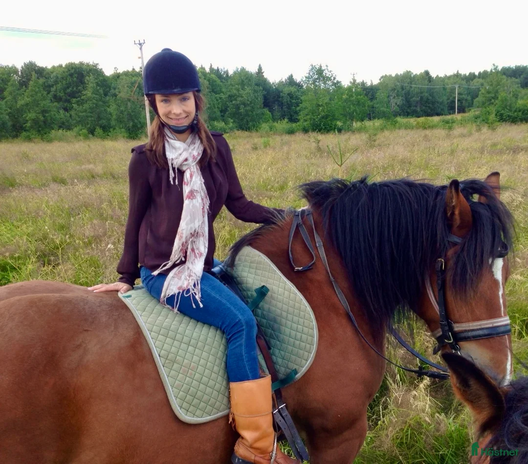 Allround hästar sökes: Ponny på foder i Skåne - gärna för ev köp i Lomma - Annons 2