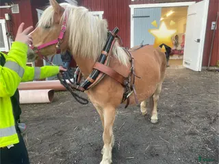 Körselar körning till salu: Loksele i Riala - Annons 8