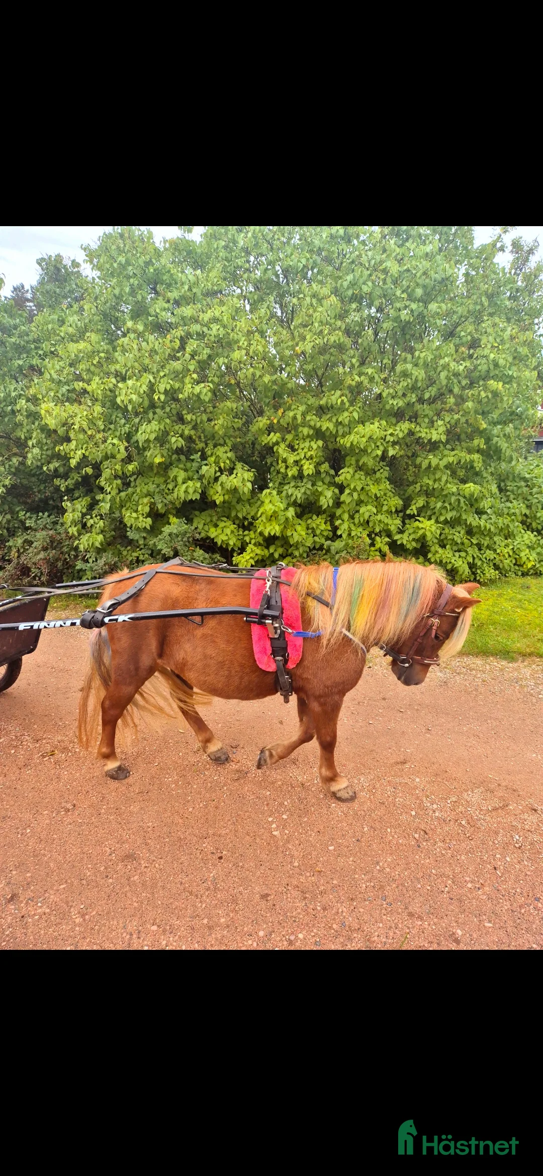 Trav hästar till salu: Film Shetlandsponny trav allround riden och körd  i Äppelbo - Annons 9