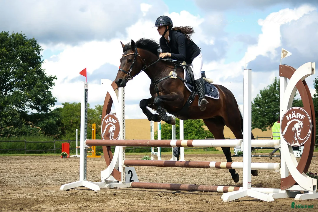 Hoppning hästar till salu: Fartfylld, trygg och älskad D-ponny! i Svalöv - Annons 1