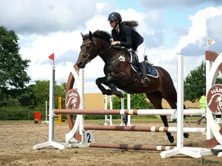 hästar Fartfylld, trygg och älskad D-ponny! i Svalöv - Annons 3