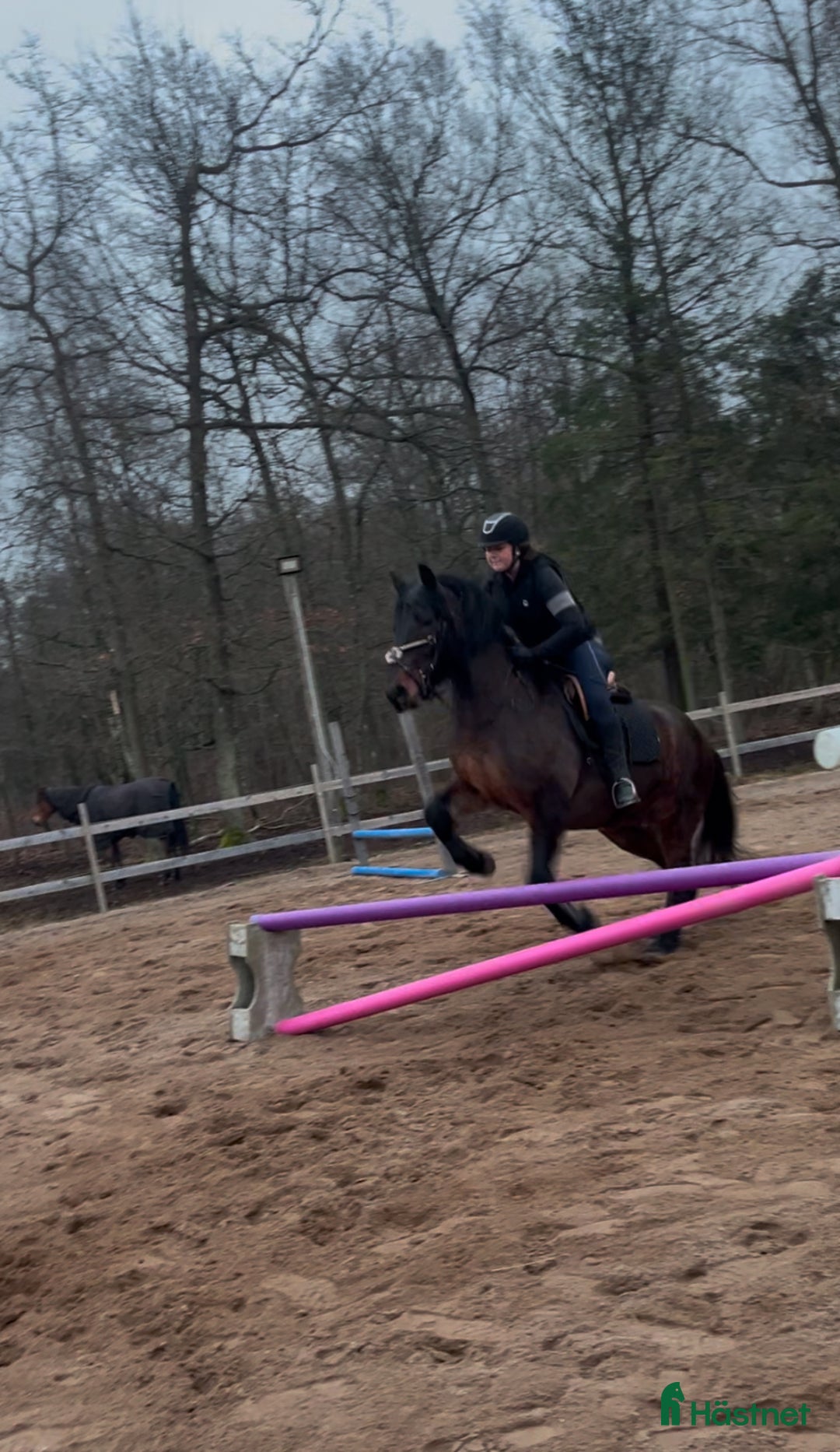 Allround hästar till salu: Kallblodstravare  i Jämjö - Annons 2