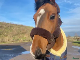 hästar Världens bästa vän i Vellinge - Annons 1