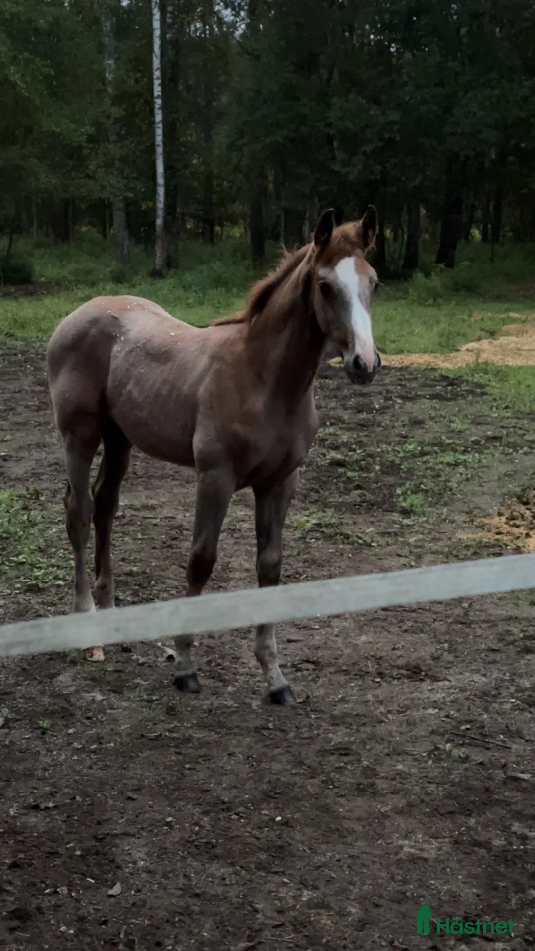 Allround hästar till salu: Once in a lifetime sto, hem viktigare än pris - Annons 7