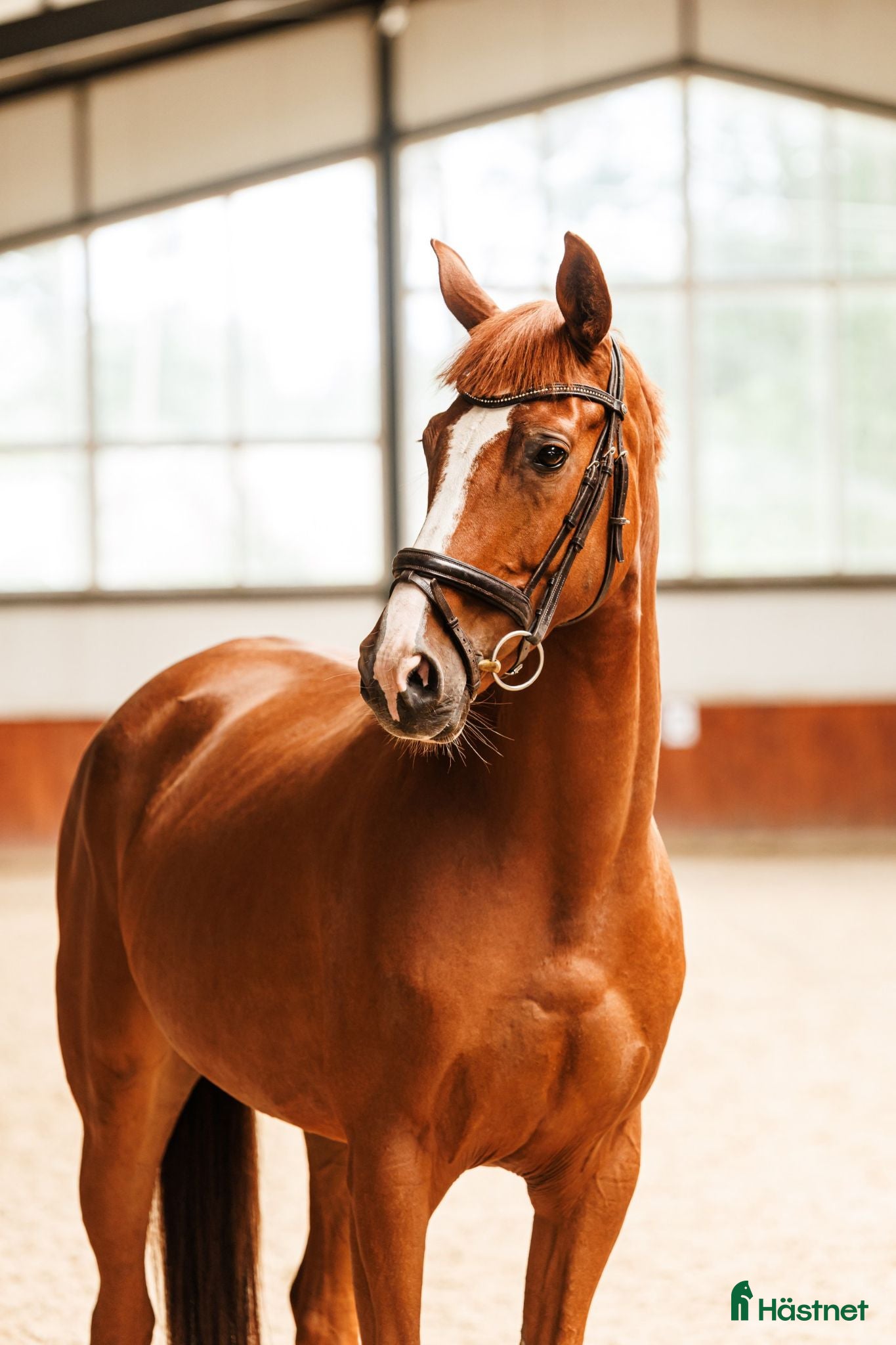  hästar Beautiful 5yo trakehner mare  - Annons 2